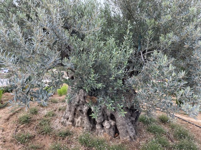 Private Residence | Nafplio
